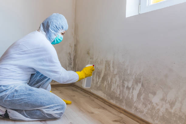 Black mold inspection in Sea Cliff
